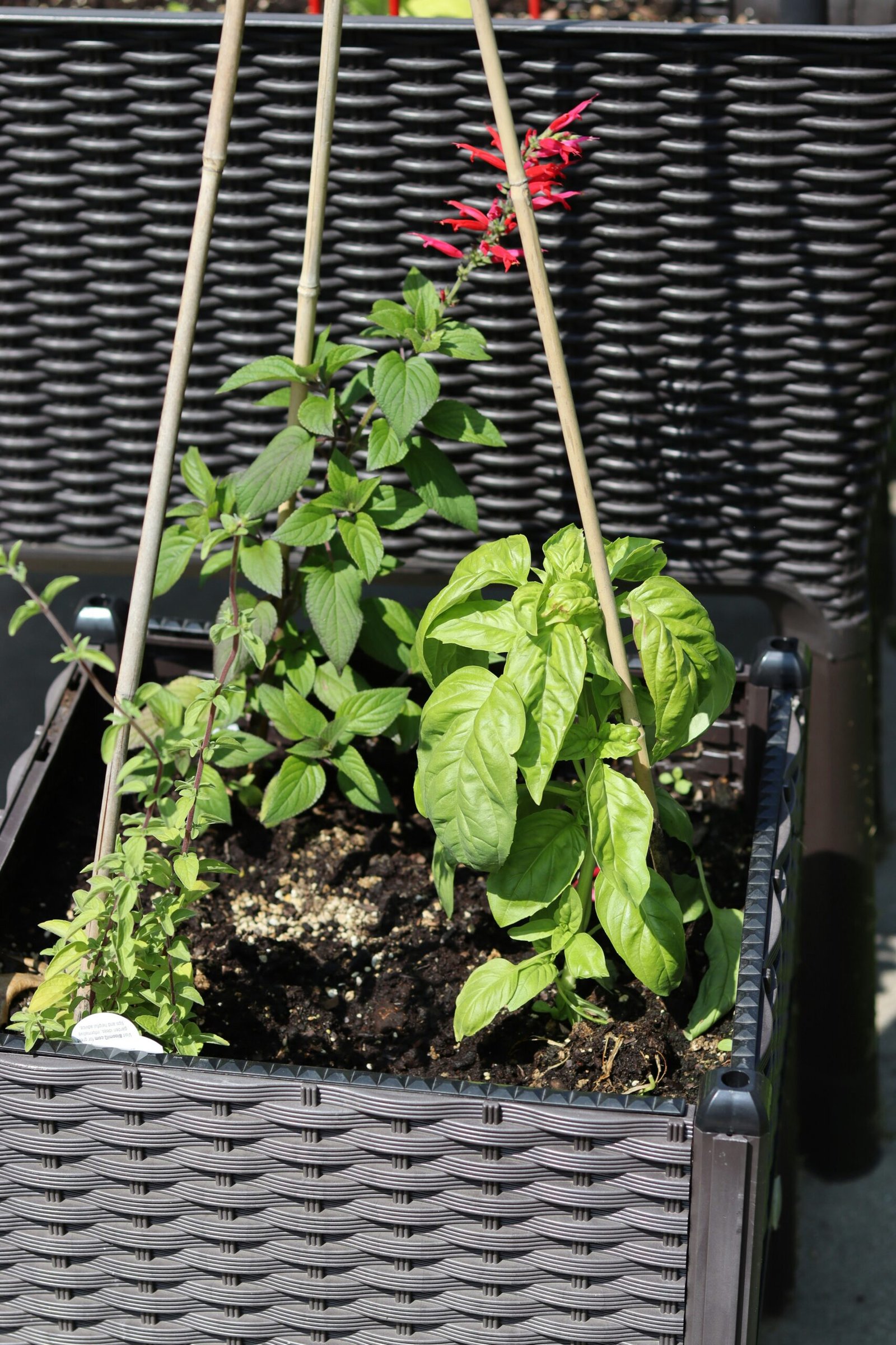 a basket filled with plants sitting on top of a sidewalk